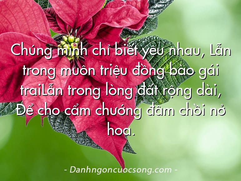Chúng mình chỉ biết yêu nhau, Lẫn trong muôn triệu đồng bào gái traiLẫn trong lòng đất rộng dài, Để cho cẩm chướng đâm chồi nở hoa.