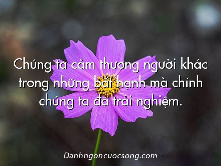 Chúng ta cảm thương người khác trong những bất hạnh mà chính chúng ta đã trải nghiệm.