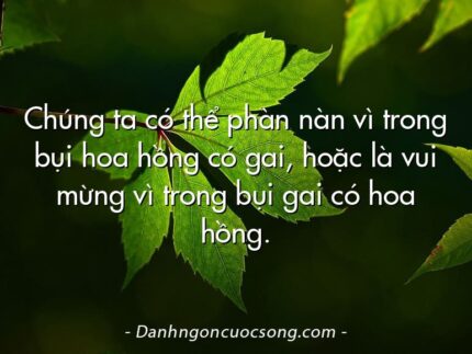 Chúng ta có thể phàn nàn vì trong bụi hoa hồng có gai, hoặc là vui mừng vì trong bụi gai có hoa hồng.