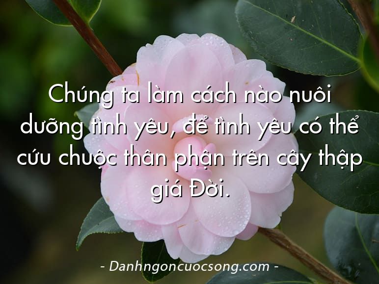 Chúng ta làm cách nào nuôi dưỡng tình yêu, để tình yêu có thể cứu chuộc thân phận trên cây thập giá Đời.