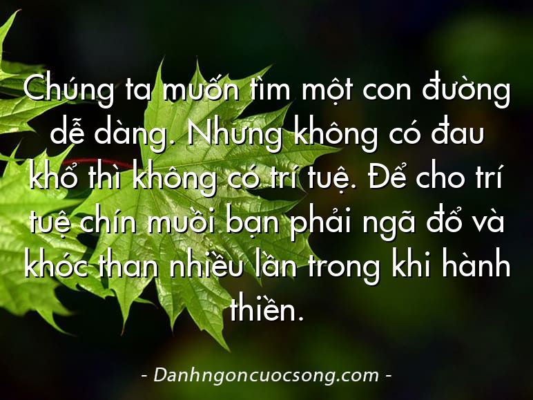 Chúng ta muốn tìm một con đường dễ dàng. Nhưng không có đau khổ thì không có trí tuệ. Để cho trí tuệ chín muồi bạn phải ngã đổ và khóc than nhiều lần trong khi hành thiền.