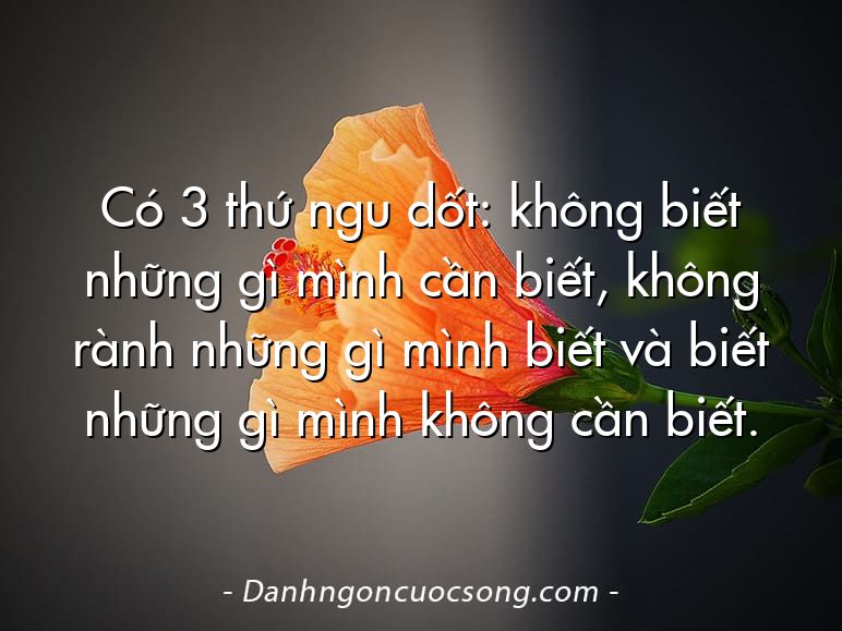Có 3 thứ ngu dốt: không biết những gì mình cần biết, không rành những gì mình biết và biết những gì mình không cần biết.