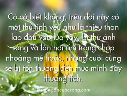 Cô có biết không, trên đời này có một thứ tình yêu như là thiêu thân lao đầu vào lửa vậy, bị thứ ánh sáng và làn hơi ấm trong chớp nhoáng mê hoặc, nhưng cuối cùng sẽ bị tổn thương đến mức mình đầy thương tích.