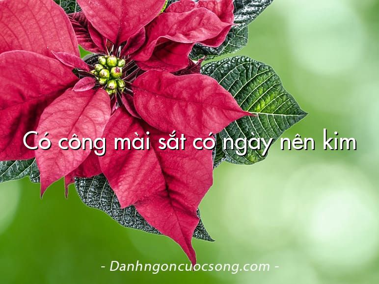 Có công mài sắt có ngày nên kim