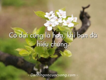 Cỏ dại cũng là hoa, khi bạn đã hiểu chúng.