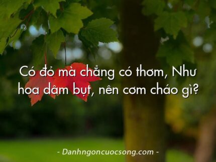 Có đỏ mà chẳng có thơm, Như hoa dâm bụt, nên cơm cháo gì?