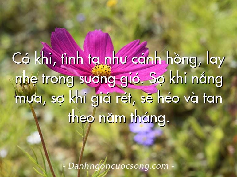 Có khi, tình ta như cánh hồng, lay nhẹ trong sương gió. Sợ khi nắng mưa, sợ khi giá rét, sẽ héo và tan theo năm tháng.