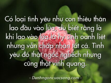 Có loại tình yêu như con thiêu thân lao đầu vào lửa, dù biết rằng là khi lao vào lửa là hy sinh oanh liệt nhưng vẫn chấp nhận tất cả. Tình yêu đó thật ngốc nghếch nhưng cũng thật vinh quang.