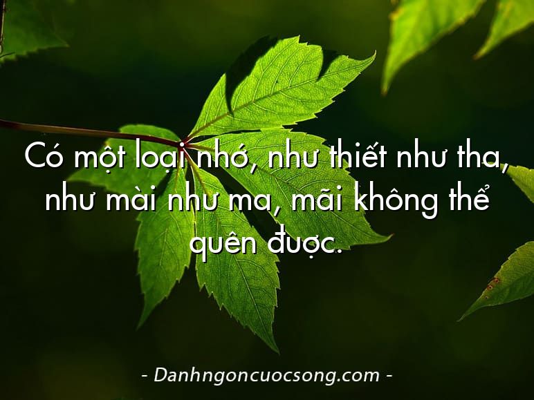 Có một loại nhớ, như thiết như tha, như mài như ma, mãi không thể quên đuợc.