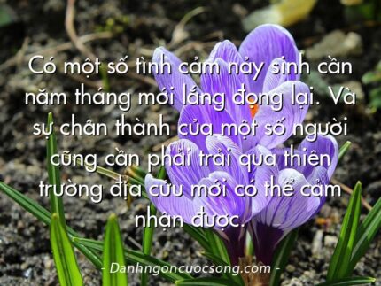 Có một số tình cảm nảy sinh cần năm tháng mới lắng đọng lại. Và sự chân thành của một số người cũng cần phải trải qua thiên trường địa cửu mới có thể cảm nhận được.