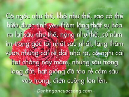Cô ngốc như thế, khờ như thế, sao có thể hiểu được tình yêu thầm lặng thật sự hóa ra lại sâu như thế, nặng như thế, cứ nằm im trong góc tối nhất sâu nhất, lặng thầm vươn những cái rễ dài nhỏ ra, cô nghĩ cái hạt chẳng nảy mầm, nhưng sâu trong lòng đất, hạt giống đã tỏa rễ cắm sâu vào trong, điên cuồng lớn lên.