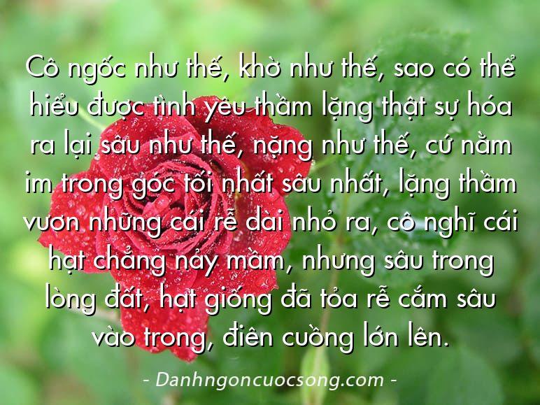 Cô ngốc như thế, khờ như thế, sao có thể hiểu được tình yêu thầm lặng thật sự hóa ra lại sâu như thế, nặng như thế, cứ nằm im trong góc tối nhất sâu nhất, lặng thầm vươn những cái rễ dài nhỏ ra, cô nghĩ cái hạt chẳng nảy mầm, nhưng sâu trong lòng đất, hạt giống đã tỏa rễ cắm sâu vào trong, điên cuồng lớn lên.