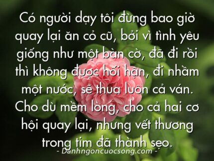 Có người dạy tôi đừng bao giờ quay lại ăn cỏ cũ, bởi vì tình yêu giống như một bàn cờ, đã đi rồi thì không được hối hận, đi nhầm một nước, sẽ thua luôn cả ván. Cho dù mềm lòng, cho cả hai cơ hội quay lại, nhưng vết thương trong tim đã thành sẹo.