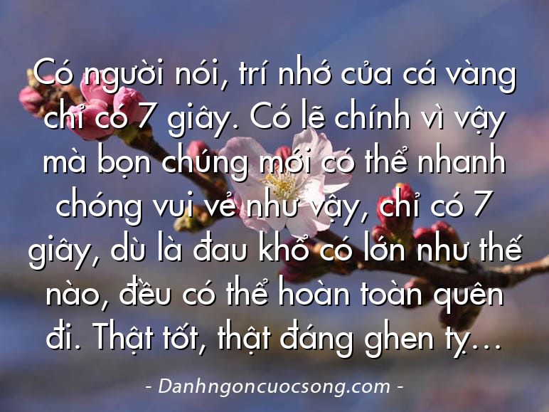 Có người nói, trí nhớ của cá vàng chỉ có 7 giây. Có lẽ chính vì vậy mà bọn chúng mới có thể nhanh chóng vui vẻ như vậy, chỉ có 7 giây, dù là đau khổ có lớn như thế nào, đều có thể hoàn toàn quên đi. Thật tốt, thật đáng ghen tỵ…