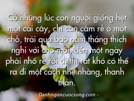 Có những lúc con người giống hệt một cái cây, chỉ cần cắm rễ ở một chỗ, trải qua bao năm tháng thích nghi với chỗ mới, đến một ngày phải nhổ rễ rời đi thì rất khó có thể ra đi một cách nhẹ nhàng, thanh thản.