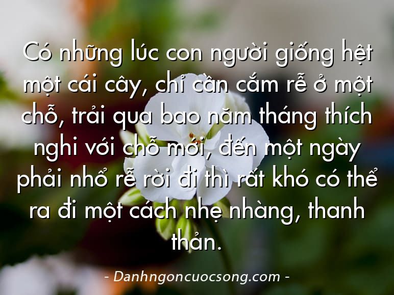 Có những lúc con người giống hệt một cái cây, chỉ cần cắm rễ ở một chỗ, trải qua bao năm tháng thích nghi với chỗ mới, đến một ngày phải nhổ rễ rời đi thì rất khó có thể ra đi một cách nhẹ nhàng, thanh thản.