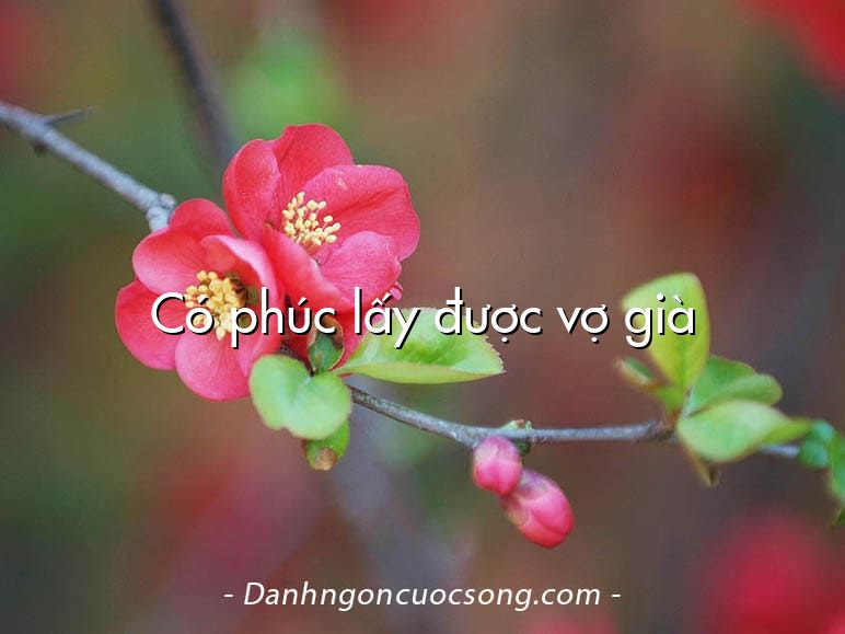 Có phúc lấy được vợ già