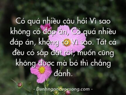 Có quá nhiều câu hỏi Vì sao không có đáp án, Có quá nhiều đáp án, không có Vì sao. Tất cả đều có sắp đặt rồi, muốn cũng không được mà bỏ thì chẳng đành.