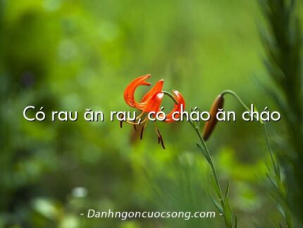Có rau ăn rau, có cháo ăn cháo