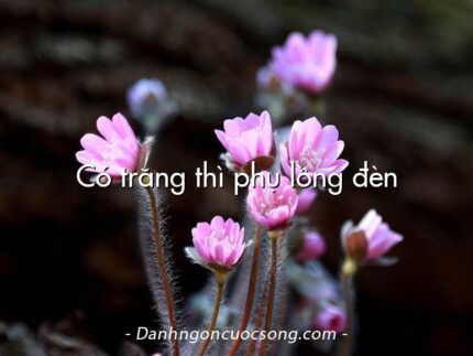 Có trăng thì phụ lồng đèn