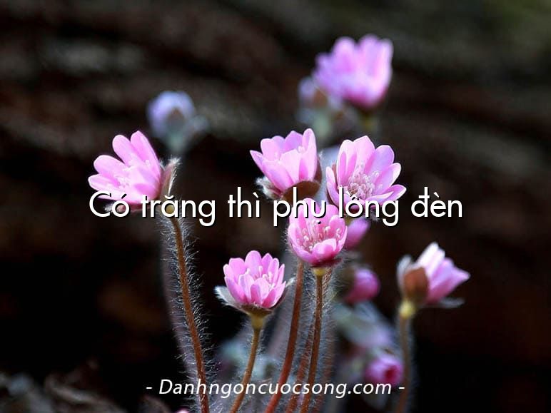 Có trăng thì phụ lồng đèn
