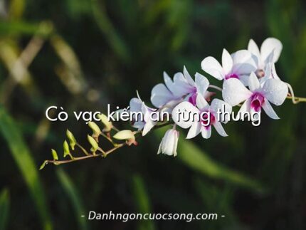Cò vạc kiếm ăn từng thung