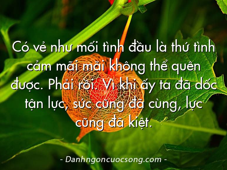 Có vẻ như mối tình đầu là thứ tình cảm mãi mãi không thể quên được. Phải rồi. Vì khi ấy ta đã dốc tận lực, sức cũng đã cùng, lực cũng đã kiệt.