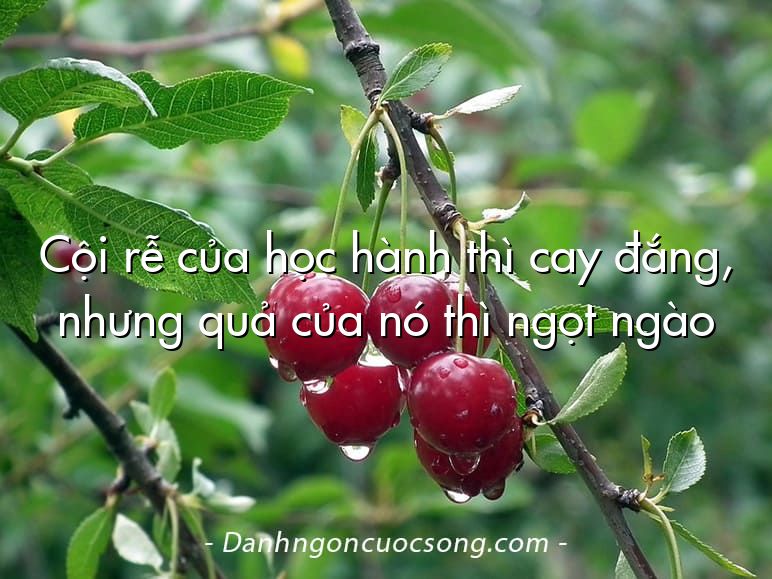 Cội rễ của học hành thì cay đắng, nhưng quả của nó thì ngọt ngào