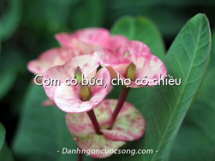 Cơm có bữa, chợ có chiều