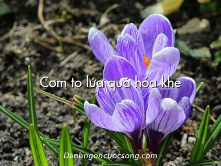 Cơm to lửa quá hóa khê