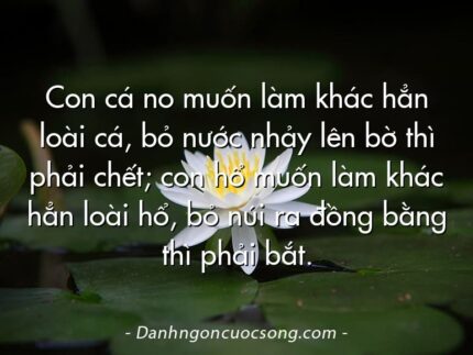 Con cá no muốn làm khác hẳn loài cá, bỏ nước nhảy lên bờ thì phải chết; con hổ muốn làm khác hẳn loài hổ, bỏ núi ra đồng bằng thì phải bắt.