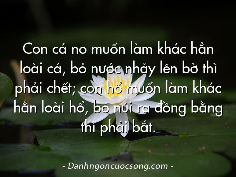 Con cá no muốn làm khác hẳn loài cá, bỏ nước nhảy lên bờ thì phải chết; con hổ muốn làm khác hẳn loài hổ, bỏ núi ra đồng bằng thì phải bắt.