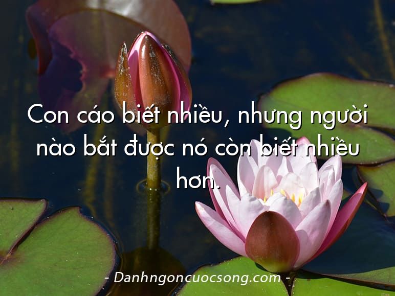 Con cáo biết nhiều, nhưng người nào bắt được nó còn biết nhiều hơn.