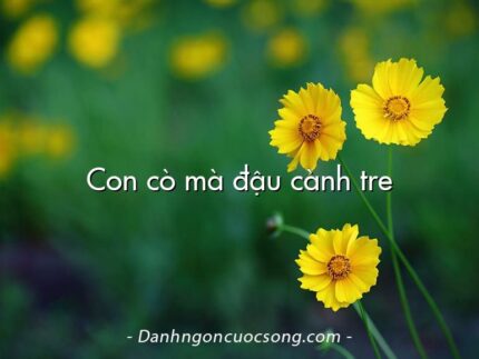 Con cò mà đậu cành tre
