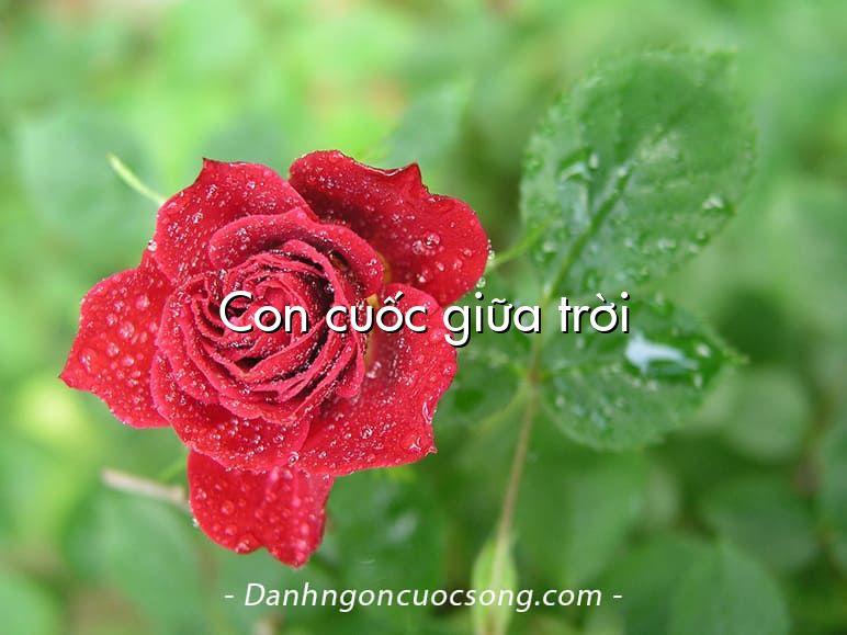 Con cuốc giữa trời