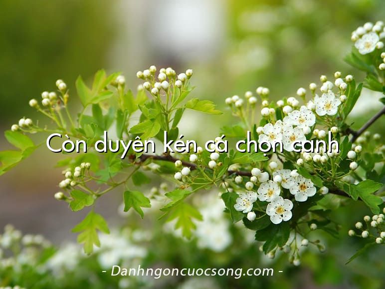 Còn duyên kén cá chọn canh