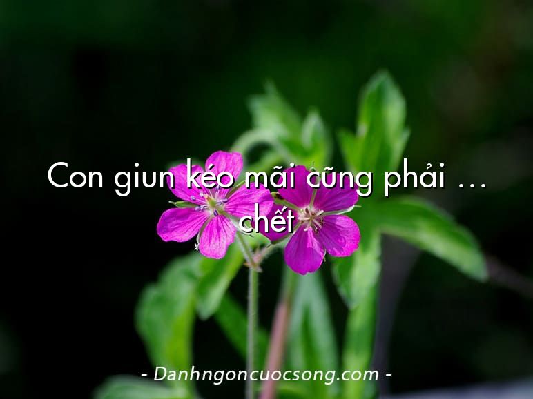 Con giun kéo mãi cũng phải … chết