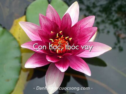 Con học, thóc vay