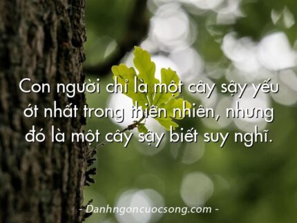 Con người chỉ là một cây sậy yếu ớt nhất trong thiên nhiên, nhưng đó là một cây sậy biết suy nghĩ.