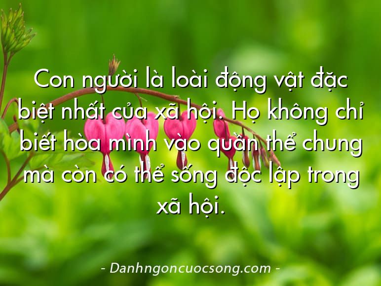 Con người là loài động vật đặc biệt nhất của xã hội. Họ không chỉ biết hòa mình vào quần thể chung mà còn có thể sống độc lập trong xã hội.