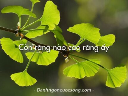 Còn răng nào cào răng ấy
