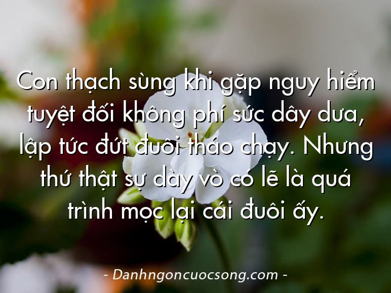 Con thạch sùng khi gặp nguy hiểm tuyệt đối không phí sức dây dưa, lập tức đứt đuôi tháo chạy. Nhưng thứ thật sự dày vò có lẽ là quá trình mọc lại cái đuôi ấy.