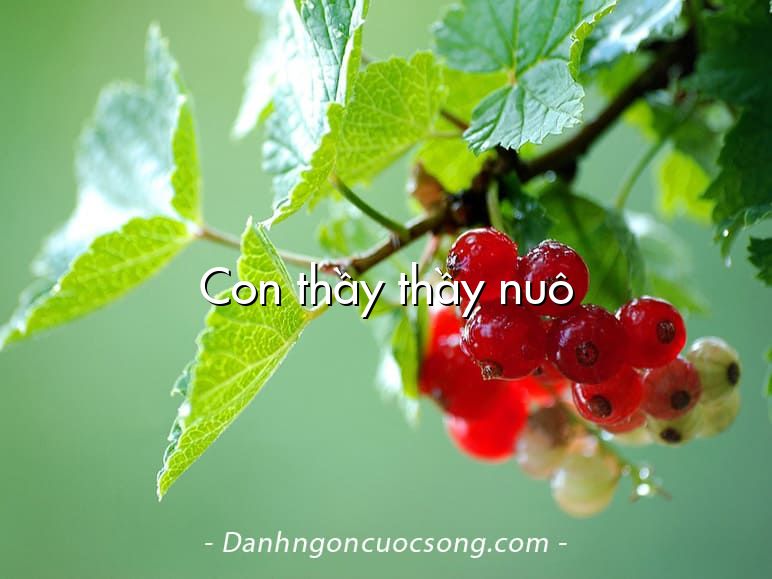 Con thầy thầy nuô