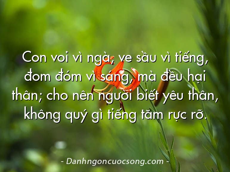 Con voi vì ngà, ve sầu vì tiếng, đom đóm vì sáng, mà đều hại thân; cho nên người biết yêu thân, không quý gì tiếng tăm rực rỡ.