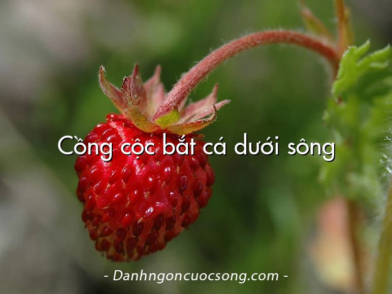 Cồng cộc bắt cá dưới sông