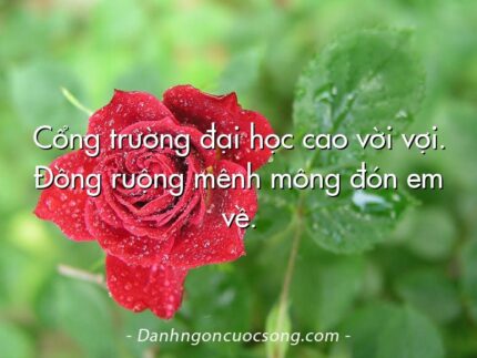 Cổng trường đại học cao vời vợi. Đồng ruộng mênh mông đón em về.