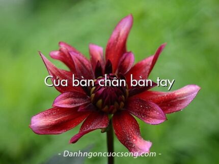 Của bàn chân bàn tay