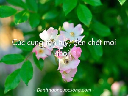 Cúc cung tận tụy, đến chết mới thôi.