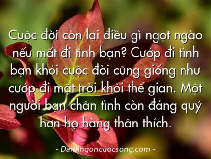 Cuộc đời còn lại điều gì ngọt ngào nếu mất đi tình bạn? Cướp đi tình bạn khỏi cuộc đời cũng giống như cướp đi mặt trời khỏi thế gian. Một người bạn chân tình còn đáng quý hơn họ hàng thân thích.