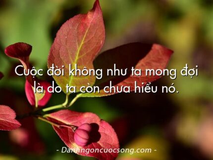 Cuộc đời không như ta mong đợi là do ta còn chưa hiểu nó.